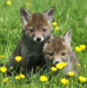 Meet your Posher, Terry